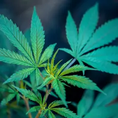 Grüne Hanfblätter im Nahaufnahme, die auf eine gesunde canopy growth prognose 2030 hindeuten.