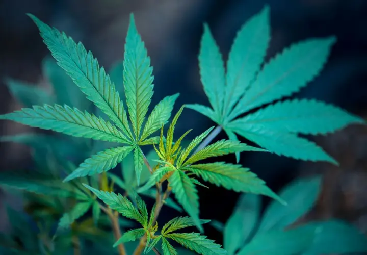 Grüne Hanfblätter im Nahaufnahme, die auf eine gesunde canopy growth prognose 2030 hindeuten.