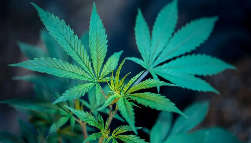 Grüne Hanfblätter im Nahaufnahme, die auf eine gesunde canopy growth prognose 2030 hindeuten.