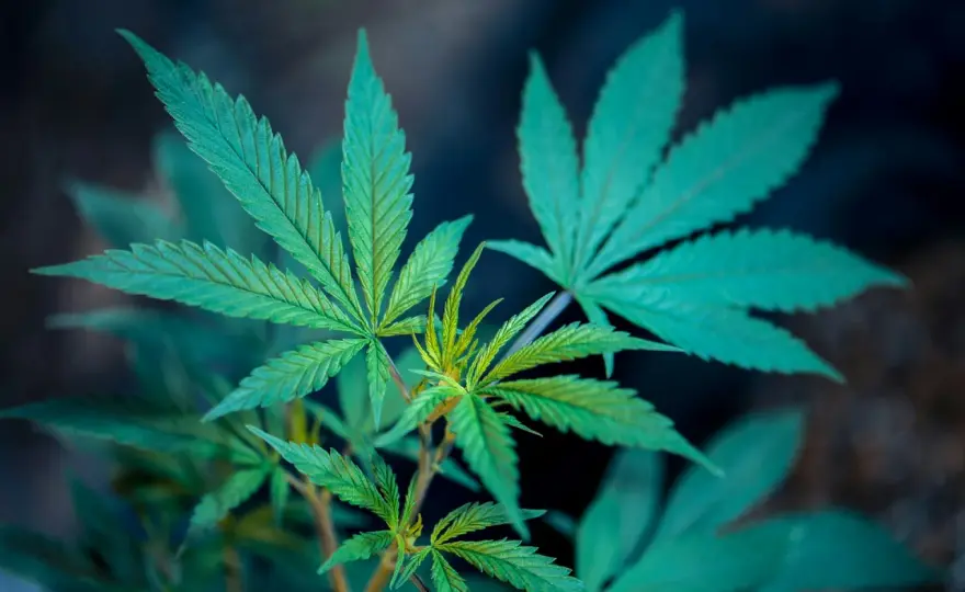 Canopy Growth Prognose 2030 - 3 Szenarien für deine Entscheidung
