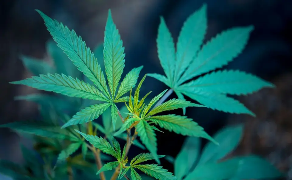 Canopy Growth Prognose 2030 - 3 Szenarien für deine Entscheidung
